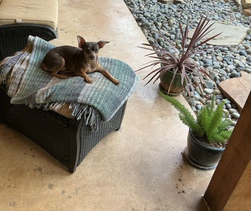 pupp jun 6.jpg